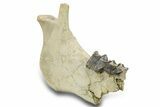 Fossil Titanothere (Megacerops) Jaw - South Dakota #300032-2